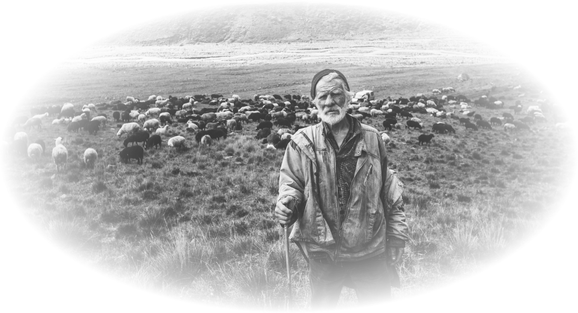 Shepherd Image